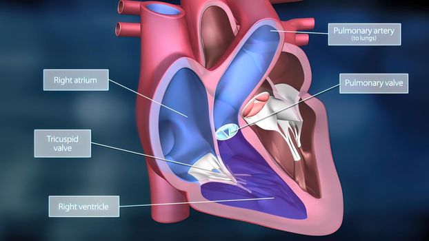 As the heart beats, it pumps blood through a system of blood vessels, called the circulatory system. The vessels are elastic, muscular tubes that carry blood to every part of the body. 3D illustration