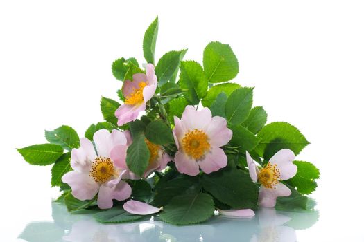 small bouquet of wild rosehip flowers, isolated on white background.