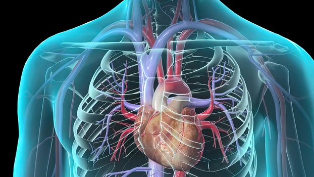 The vessels of the cardiovascular system are the heart, arteries, capillaries, and veins. 3D illustration