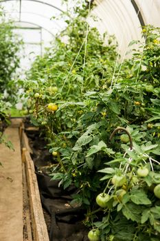 Tomatoes are hanging on a branch in the greenhouse. The concept of gardening and life in the country. A large greenhouse for growing homemade tomatoes.