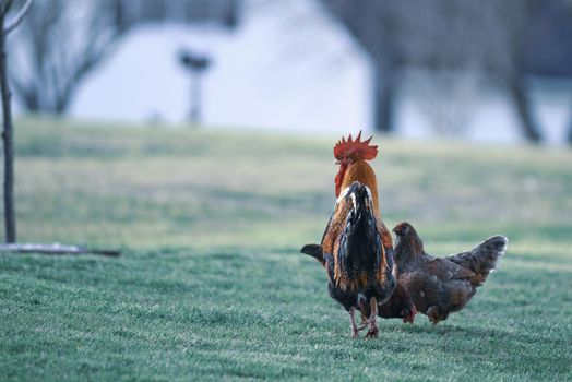 Rooster and Chickens. Free Range Cock and Hens