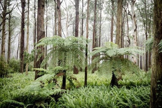 The lush ferny surroundings on a cold misty day along Donna Buang Rd near Don Rd and Healesville in Victoria, Australia