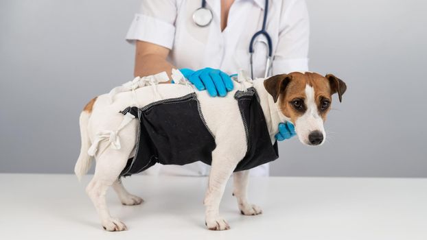 A doctor puts a blanket on a Jack Russell Terrier dog after a surgical operation