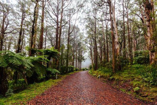 The lush ferny surroundings on a cold misty day along Donna Buang Rd near Don Rd and Healesville in Victoria, Australia