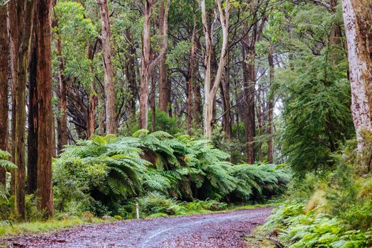 The lush ferny surroundings on a cold misty day along Donna Buang Rd near Don Rd and Healesville in Victoria, Australia