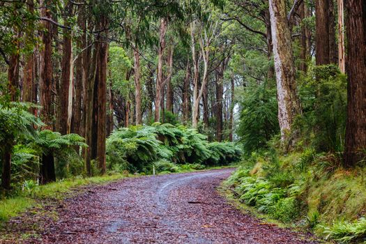 The lush ferny surroundings on a cold misty day along Donna Buang Rd near Don Rd and Healesville in Victoria, Australia