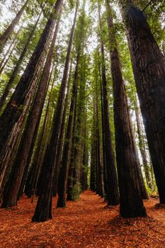 The tranquil Cement Creek Redwood Forest near Warburton in Victoria, Australia