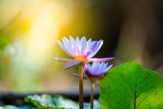 Lotus flower (Lotus, Water-lily, Tropical water-lily or Nymphaea nouchali) white and purple color, Naturally beautiful flowers in the garden