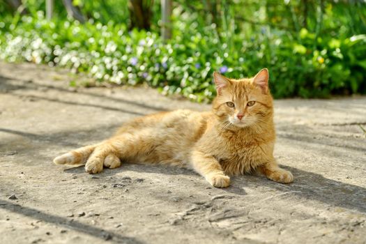 Large adult red shorthair cat lying resting outdoor, rustic view, in the sunset light