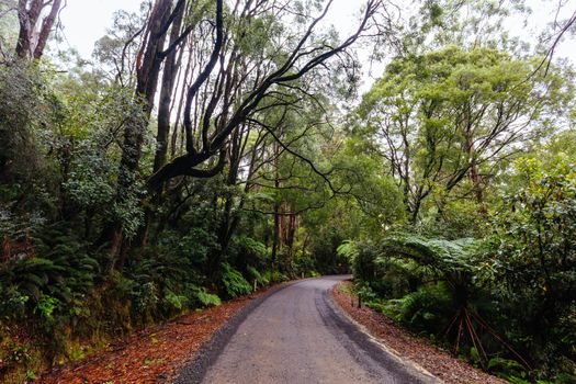 The lush ferny surroundings on a cold misty day along Donna Buang Rd near Don Rd and Healesville in Victoria, Australia