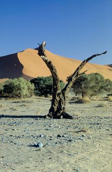 Dead tree in Sossusvlei near Sesriem in famous Namib Desert in Namibia, Africa.