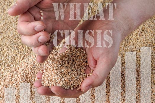 Wheat crisis, lack of grain and crops. Grains of wheat in the hand, against the background of the granary. The concept of the world food crisis. export and import