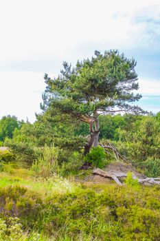 Natural beautiful panorama view with pathway and green plants trees in the forest of Pipinsburg in Geestland Cuxhaven Lower Saxony Germany.