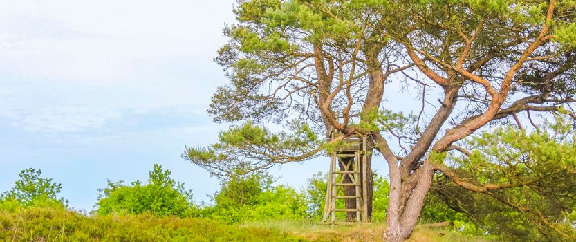 Natural beautiful panorama view with pathway and green plants trees in the forest of Pipinsburg in Geestland Cuxhaven Lower Saxony Germany.