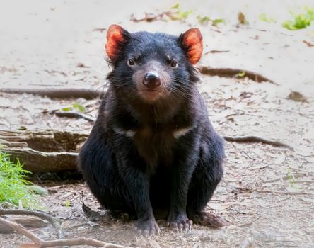 Tasmanian Devil is the world's largest carnivorous marsupial