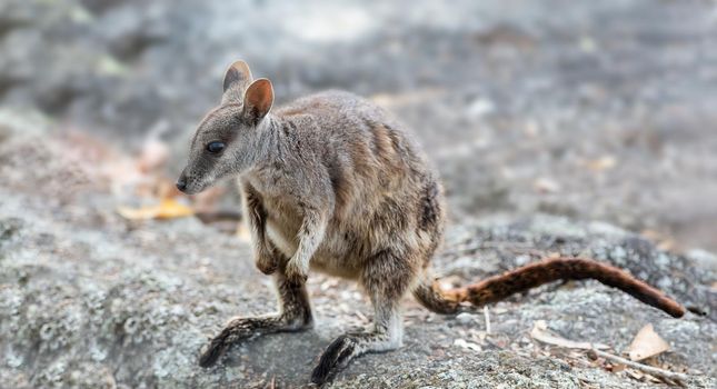 Rock Wallaby are nocturnal and live a fortress-like existence