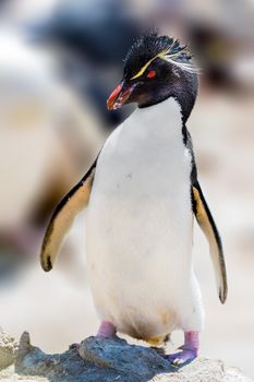 Rockhopper Penguin are the most widespread crested penguins