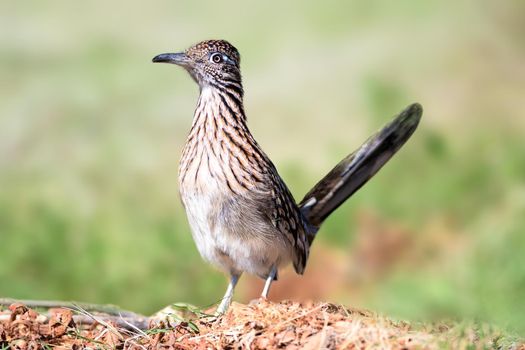 Road Runner can outrace a human, kill a rattlesnake, and thrive in the harsh landscapes of the Desert Southwest