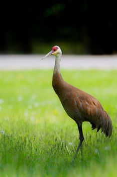 Sandhill Crane are very large, tall birds with a long neck, long legs, and very broad wings