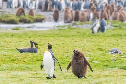 King Penguin is the second largest species of penguin, smaller, but somewhat similar in appearance to the emperor penguin