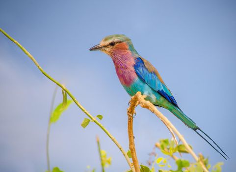 Lilac Breasted Roller is an African bird of the roller family, Coraciidae