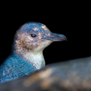 Little Blue Penguin are often called fairy penguins because of their small size