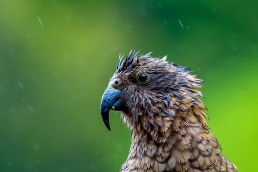 New Zealand Kea Alpine Parrot found in the forested and alpine regions of the South Island of New Zealand.