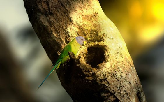 Plum Headed Parakeet is a medium-sized parrot of striking beauty