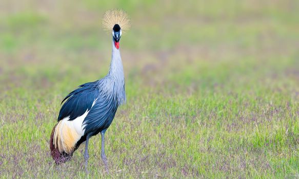 Gray crowned crane also known as the African crowned crane, golden crested crane