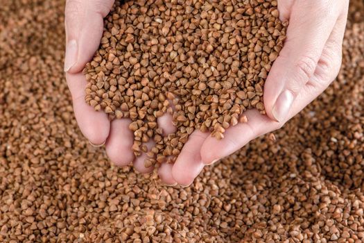 Buckwheat background, texture of buckwheat groats. Roasted buckwheat in the hands. Concept of food crisis, bad harvest, lack of food, famine