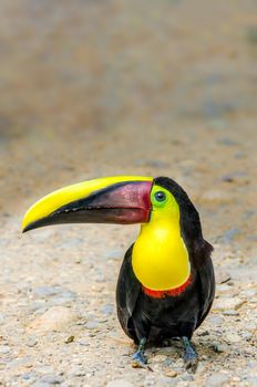 Chestnut mandibled toucan just chilling in Costa Rica