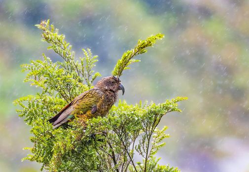 New Zealand Kea Alpine Parrot found in the forested and alpine regions of the South Island of New Zealand.