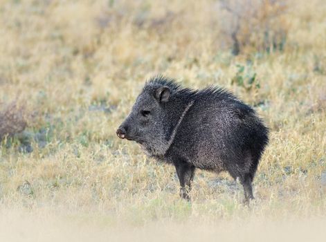 Javelina also known as collared peccary, are medium-sized animals that look similar to a wild boar.