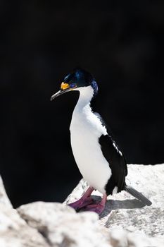 Imperial Shag is a black and white cormorant native to southern South America, primarily in rocky coastal