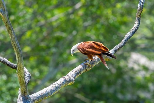 Brahminy Kite perched on a dead tree branch