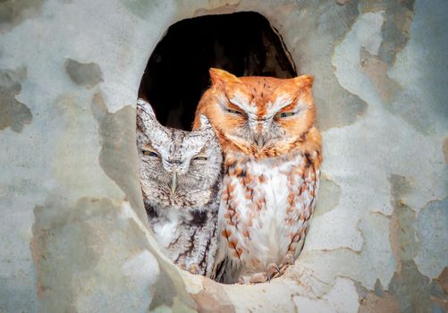 A gray and a red morph Eastern Screech Owl snuggling up and taking a nap in a tree cavity is such a sight to behold.