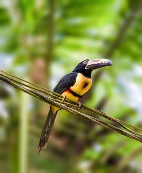 Collared Aracari perched on a tree branch in Costa RIca