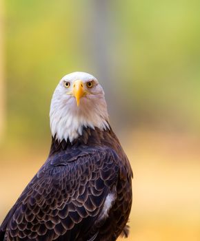 American Bald Eagle waiting to hunt for dinner