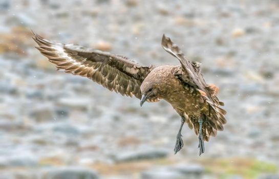 Brown Skua South Georgia and the South Sandwich Islands