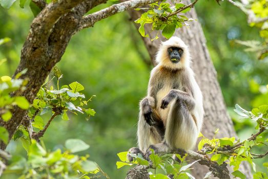 Black Footed Gray Langur chilling on a tree in India