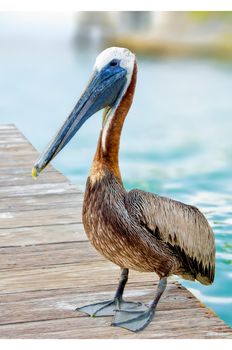 Brown Pelican on the docks of Galapagos island