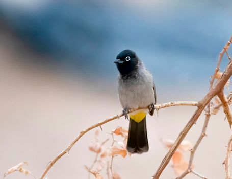 White Spectacled Bulbul perched on a tree in Jordan