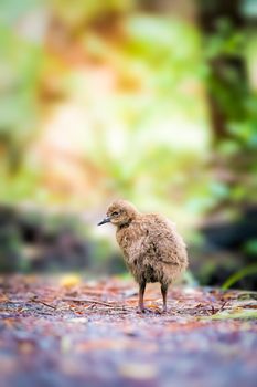 Wekas or woodhens are often mistaken for a Kiwi because, they are brown and flightless and not found outside New Zealand.