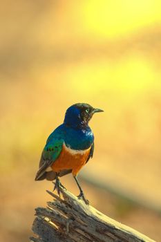 Superb Starling s a small but distinctive bird with metallic greens and blues on its chest, back and wings and duller black on top of its head