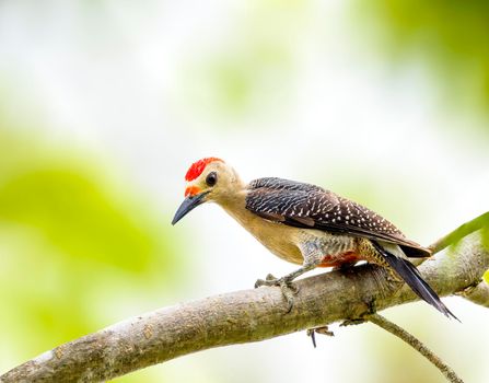 Yucatan woodpecker perched on a branch in Yucatan Peninsular Mexico