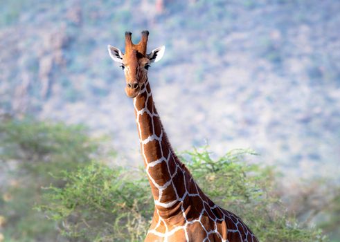 Reticulated giraffe also known as the Somali giraffe, is a subspecies of giraffe native to the Horn of Africa