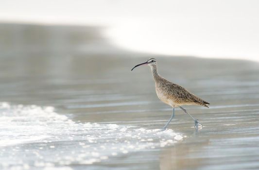 Whimbrel is a robust, large shorebird with a very long, curved bill and relatively long neck and legs