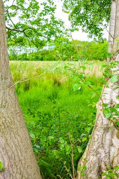 Natural beautiful panorama view with pathway and green plants trees in the forest of Pipinsburg in Geestland Cuxhaven Lower Saxony Germany.