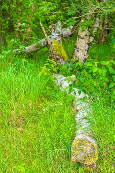 Natural beautiful panorama view with pathway and green plants trees in the forest of Pipinsburg in Geestland Cuxhaven Lower Saxony Germany.