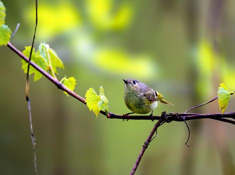 Ruby Crowned Kinglet perched on a branch in Michigan